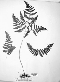 Gymnocarpium dryopteris image